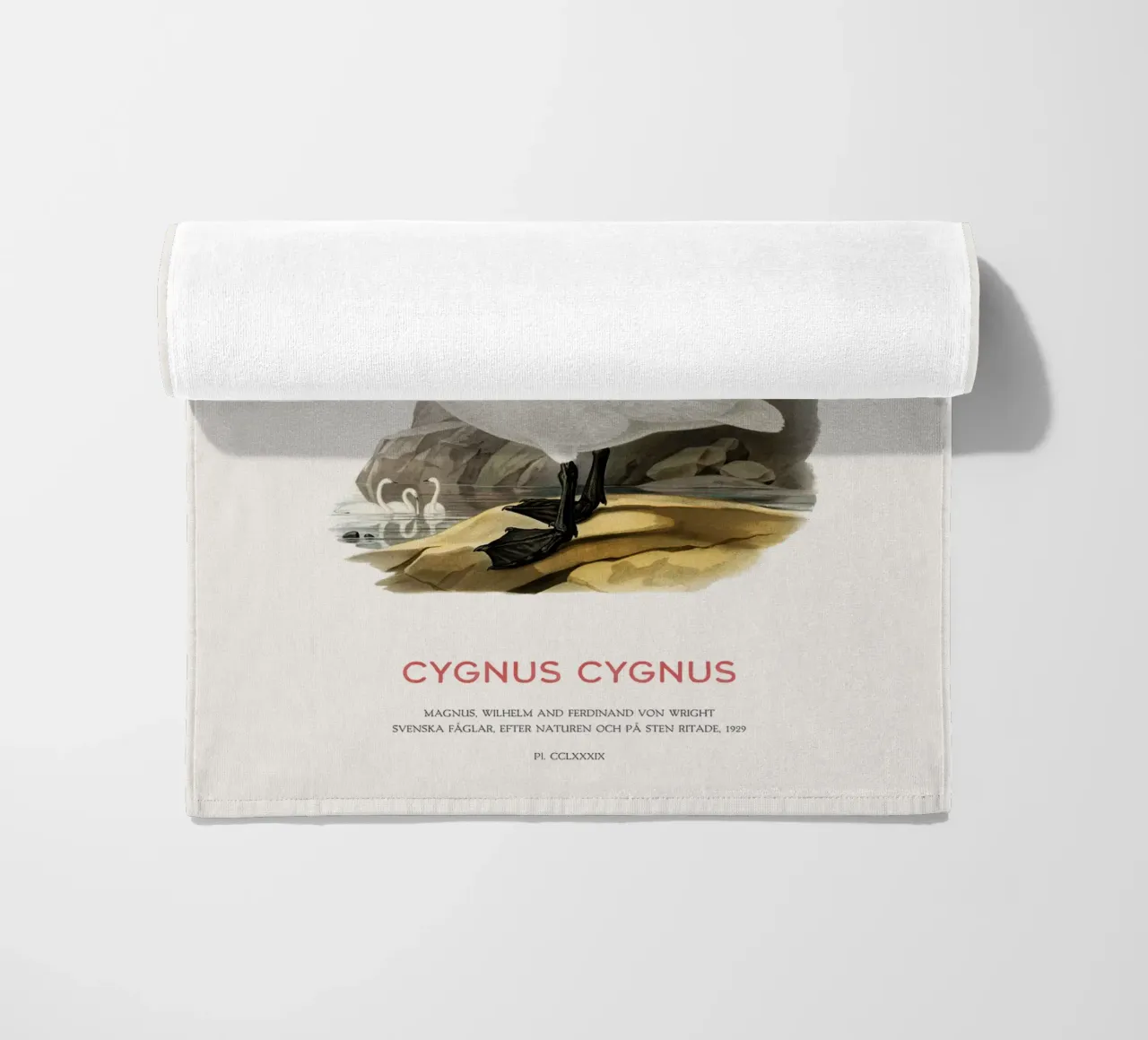 Singschwan oder Cygnus cygnus Strandtuch von Vintagrafica