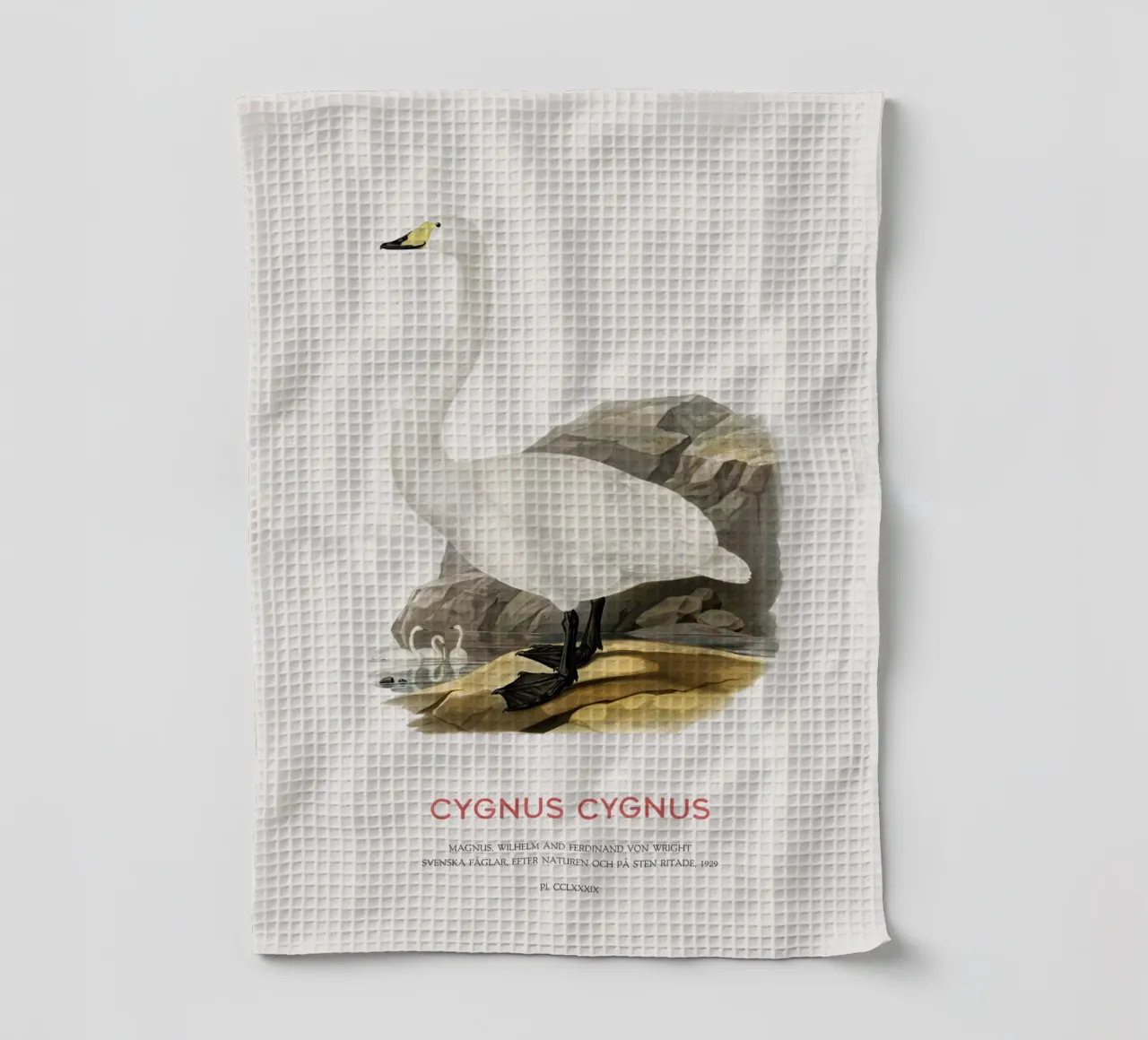 Cigno urlatore o Cygnus cygnus canovaccio da cucina da Vintagrafica