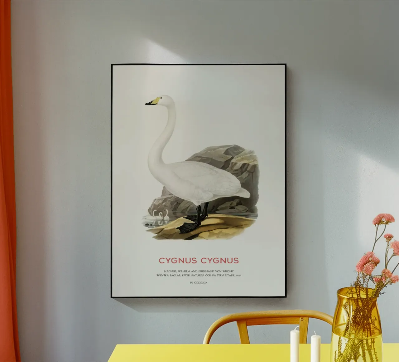 Cigno urlatore o Cygnus cygnus plexiglass da Vintagrafica