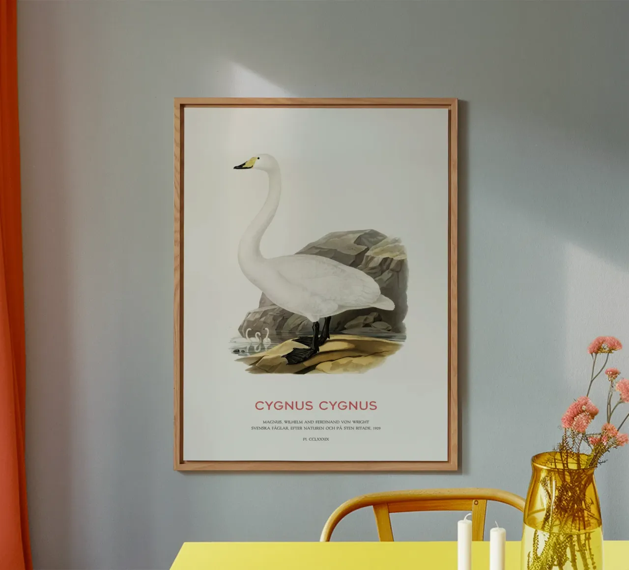 Cigno urlatore o Cygnus cygnus alluminio dibond da Vintagrafica