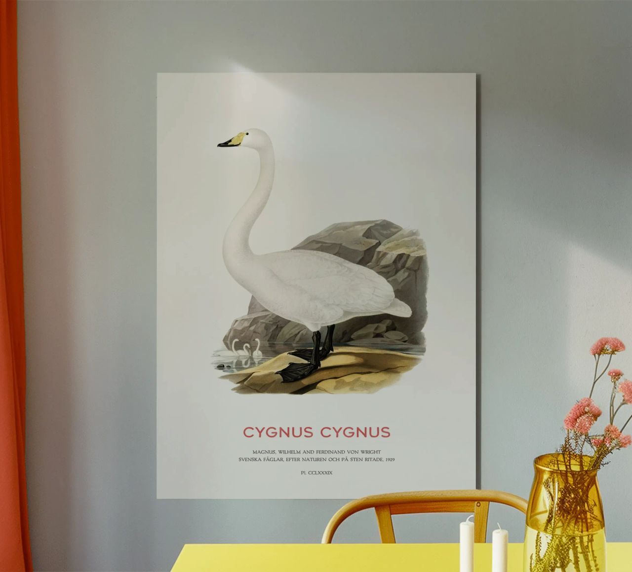 Cigno urlatore o Cygnus cygnus alluminio dibond da Vintagrafica