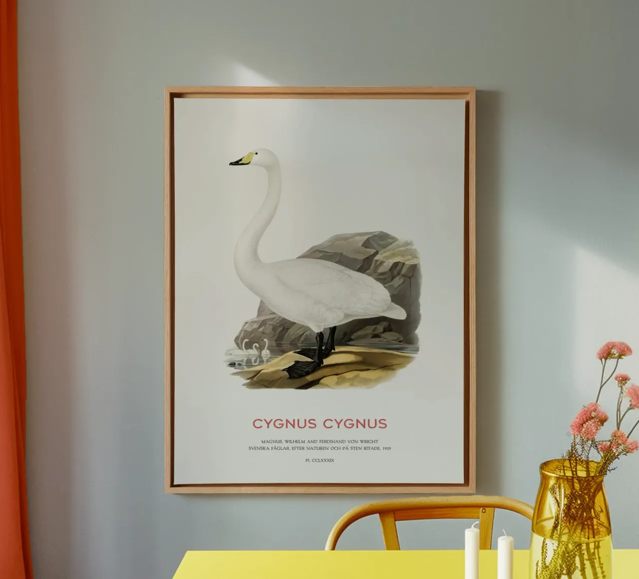 Cigno urlatore o Cygnus cygnus tela da Vintagrafica
