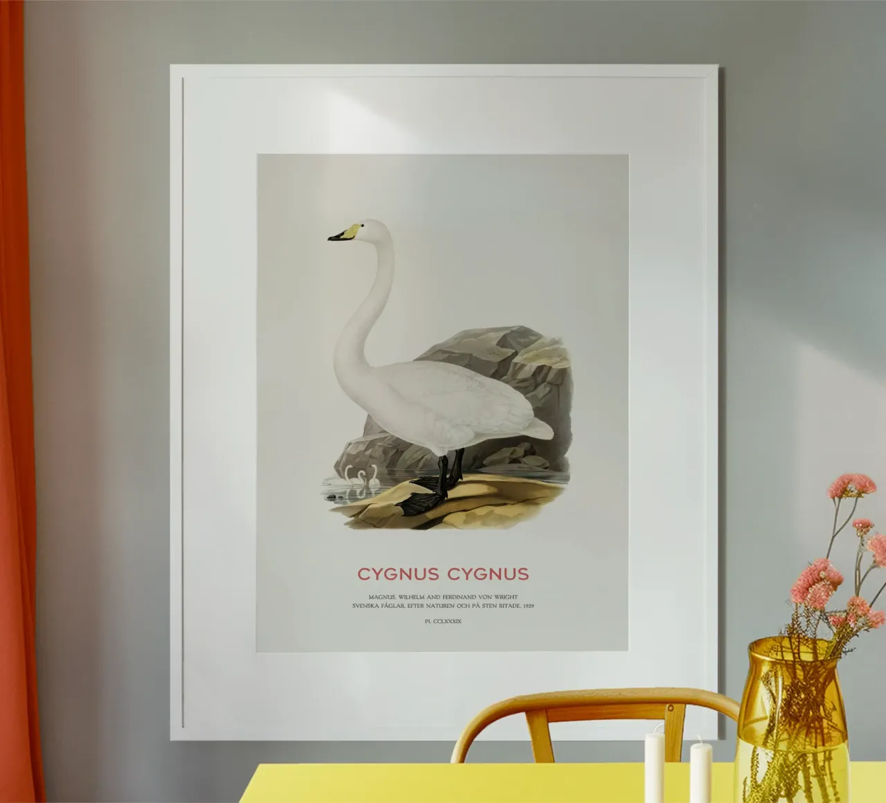 Cigno urlatore o Cygnus cygnus carta hahnemühle da Vintagrafica