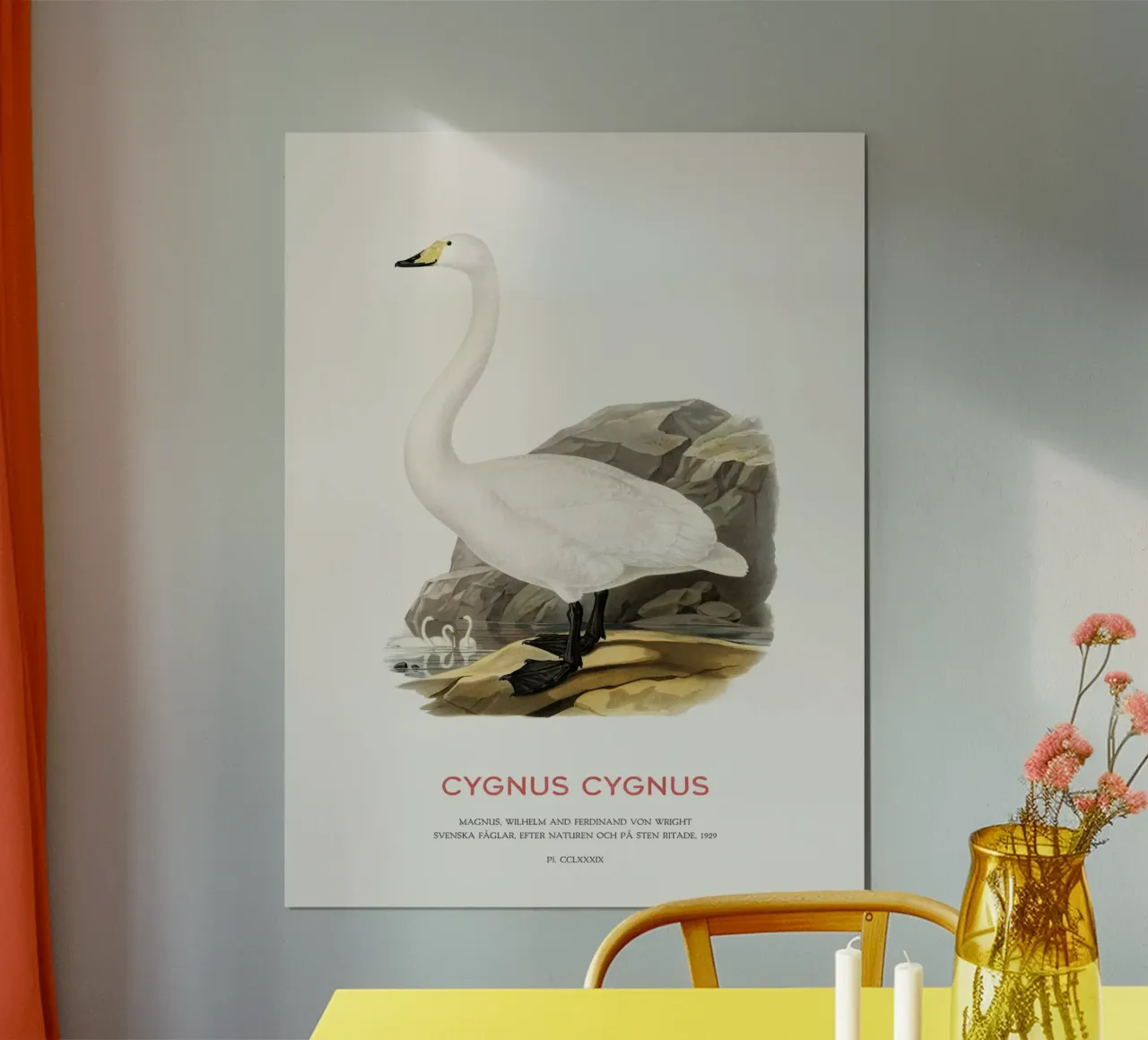 Cigno urlatore o Cygnus cygnus carta hahnemühle da Vintagrafica