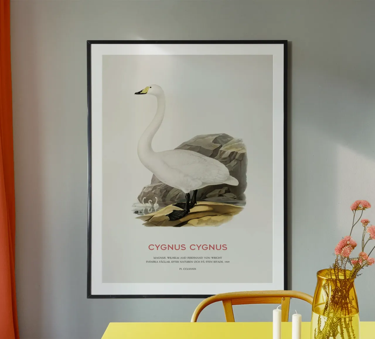 Wilde zwaan of Cygnus cygnus hahnemühle van Vintagrafica