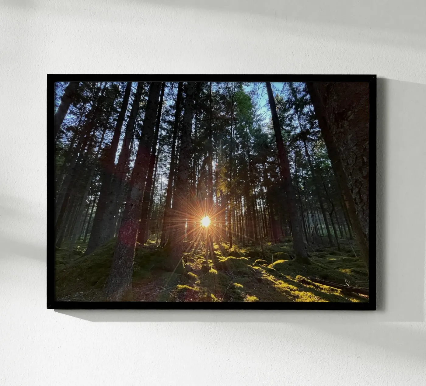 Sunlit forest poster by Atelier Fabe
