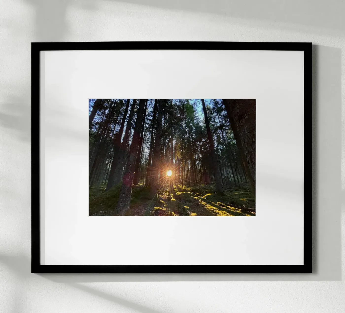 Sunlit forest poster by Atelier Fabe