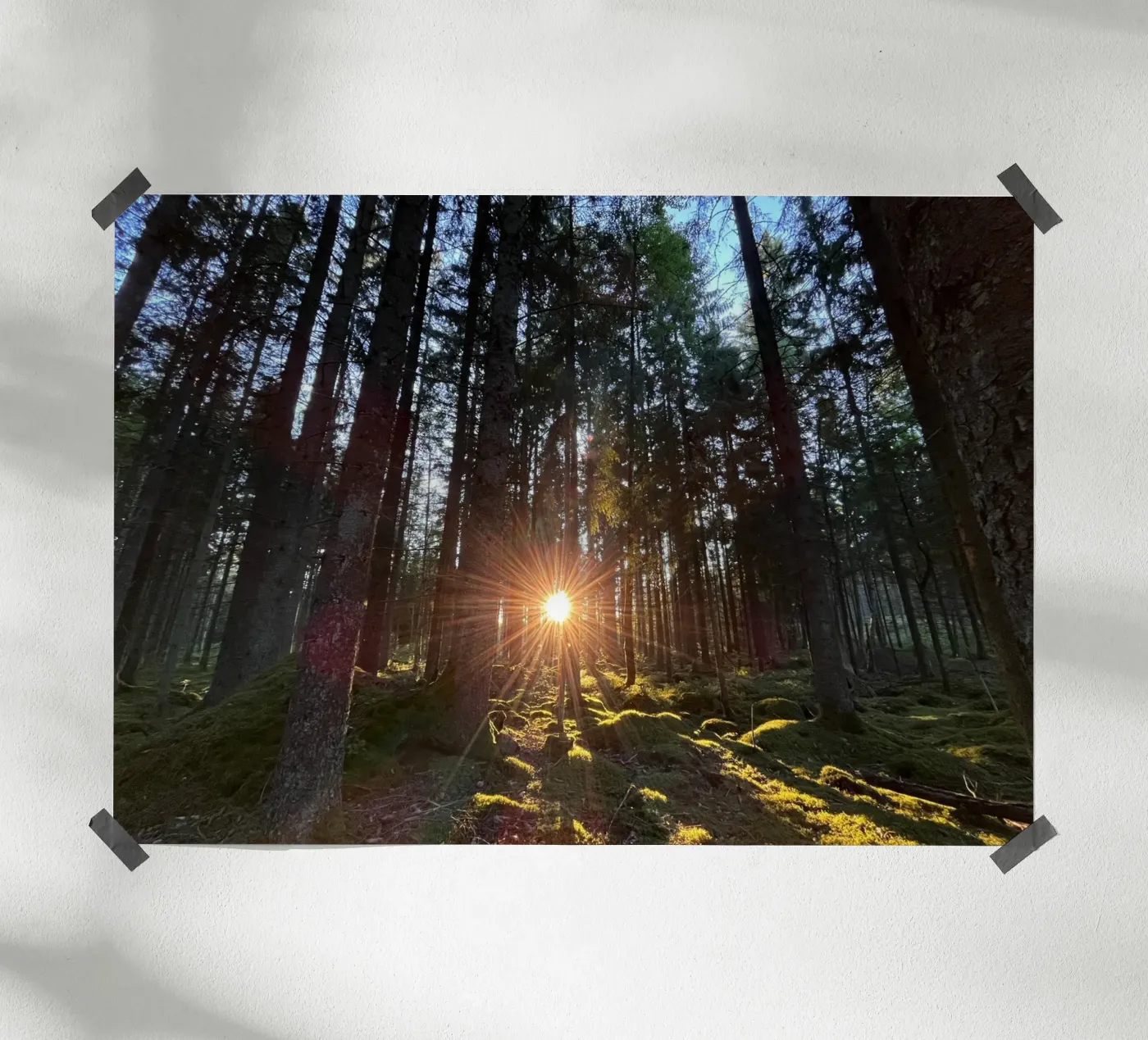 Sunlit forest poster by Atelier Fabe