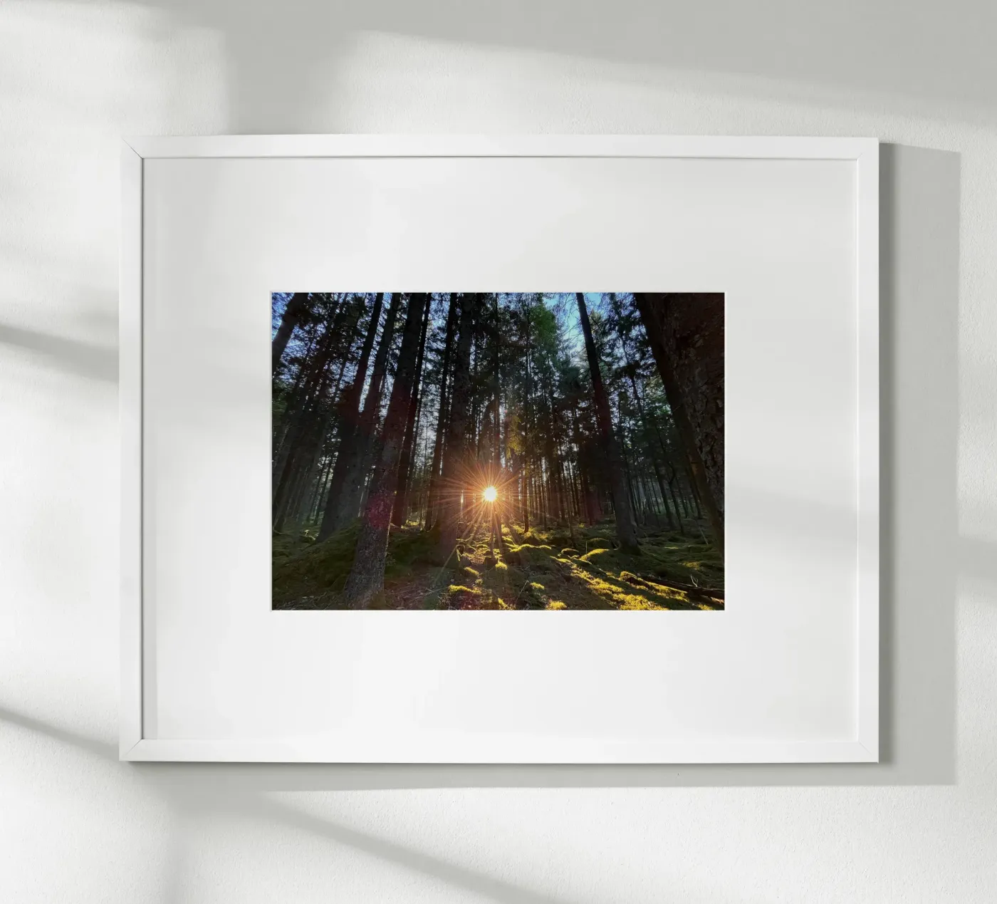 Sunlit forest poster by Atelier Fabe
