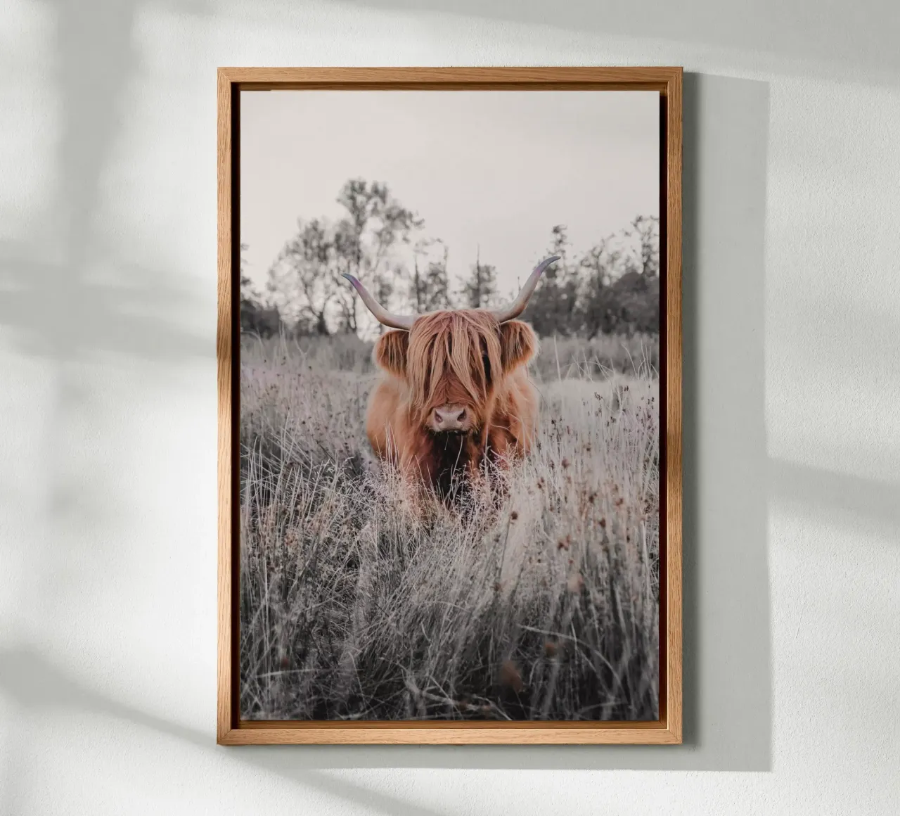 Cruella, die Highland Kuh 🐮 alluminio dibond da Sibbershusum