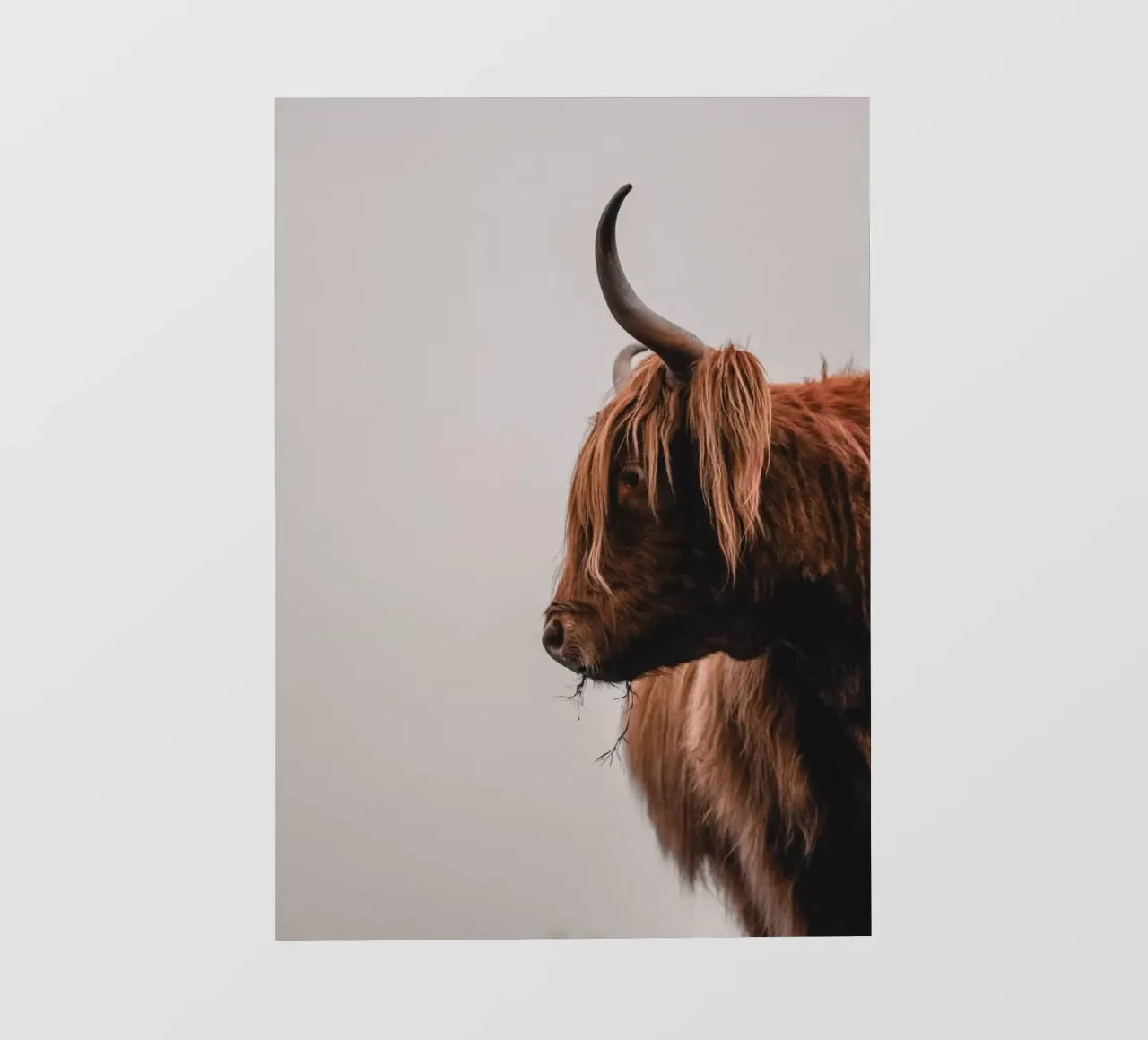Cruellas Profil 🐮 Hochlandrind telo in pvc da Sibbershusum