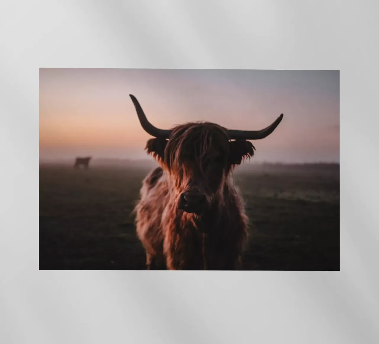 Highland Kuh Ginnie 🐮 Hochlandrind pellicola backlit da Sibbershusum