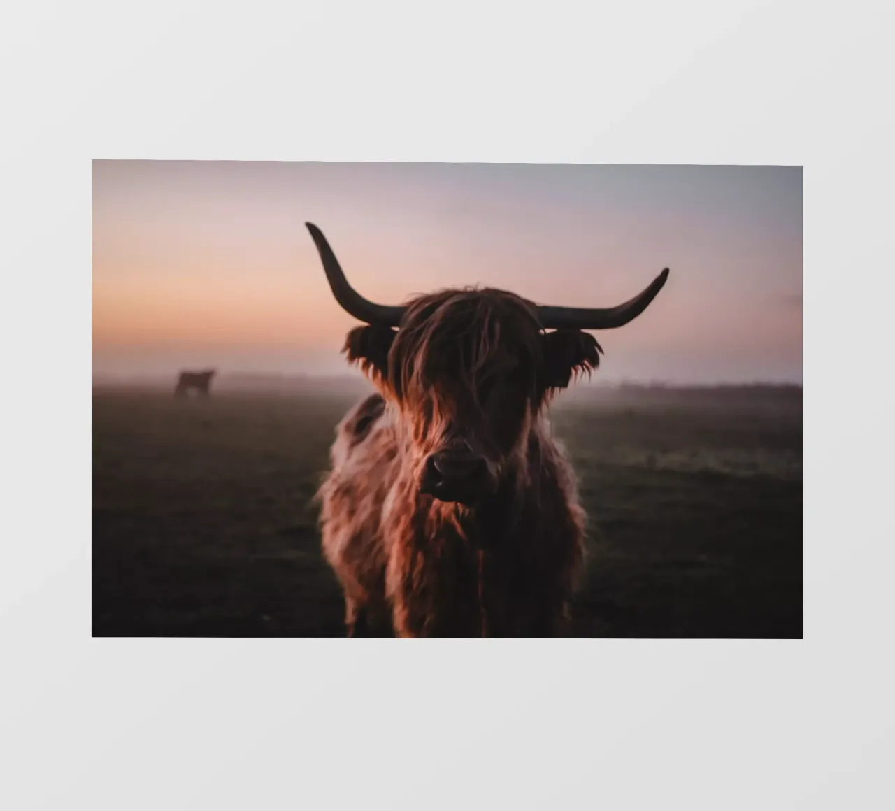 Highland Kuh Ginnie 🐮 Hochlandrind telo in pvc da Sibbershusum