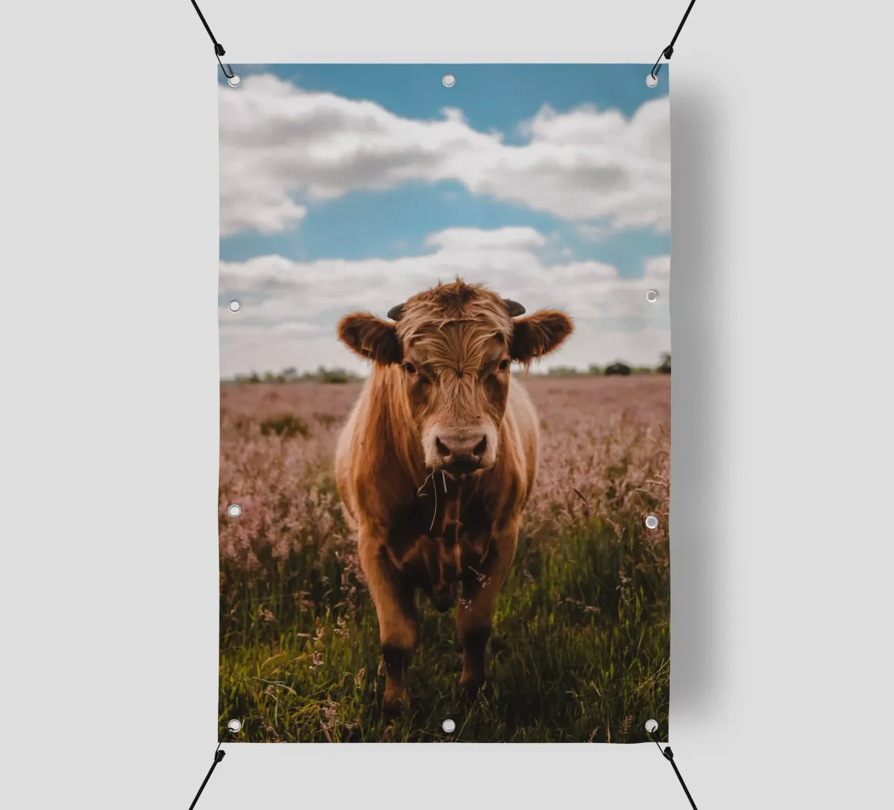 Angus Bulle Turbo 🐮 telo in pvc da Sibbershusum