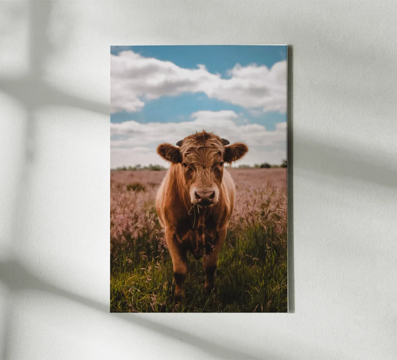 Angus Bulle Turbo 🐮 Leinwand von Sibbershusum
