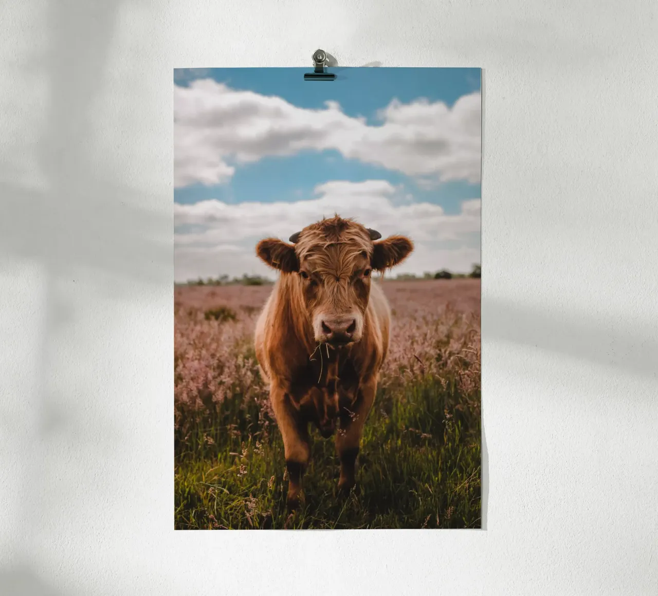 Angus Bulle Turbo 🐮 carta hahnemühle da Sibbershusum