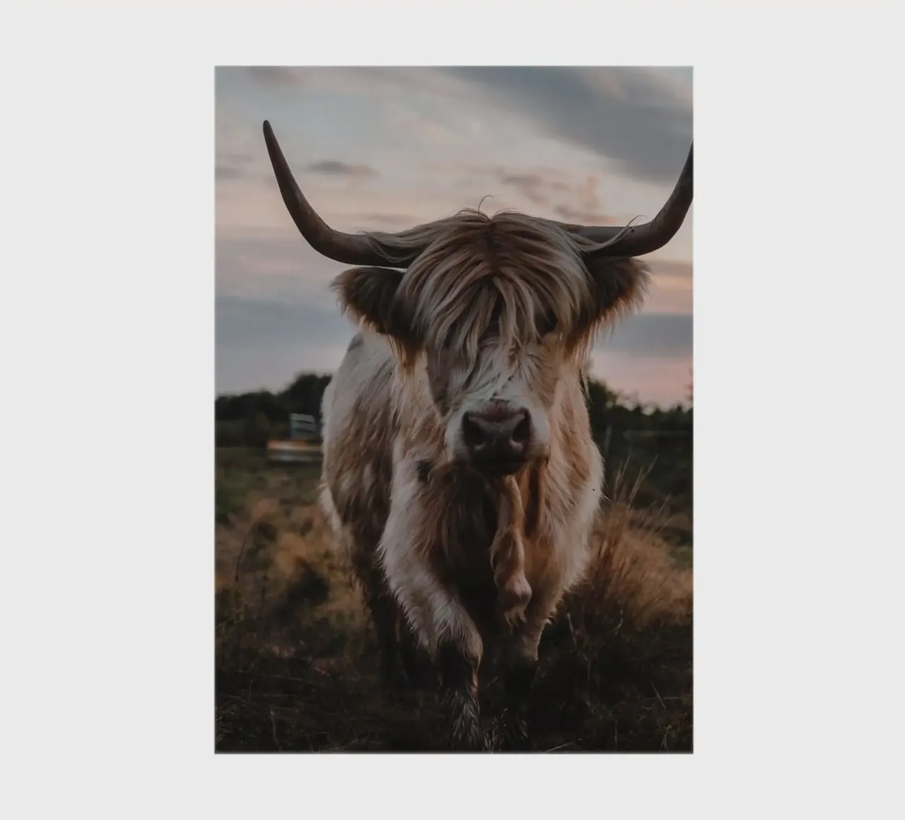 Highland beef dandelion 🐮 notebook by Sibbershusum