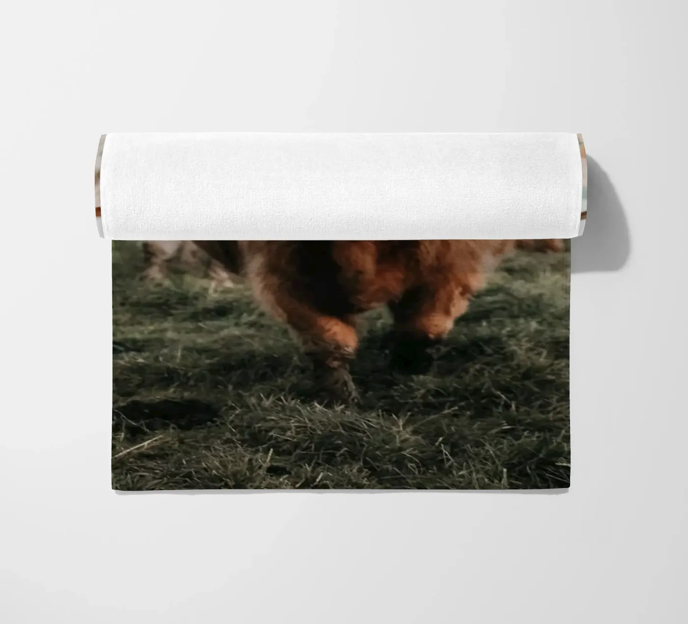 Vacche Highland 🐮 telo mare da Sibbershusum