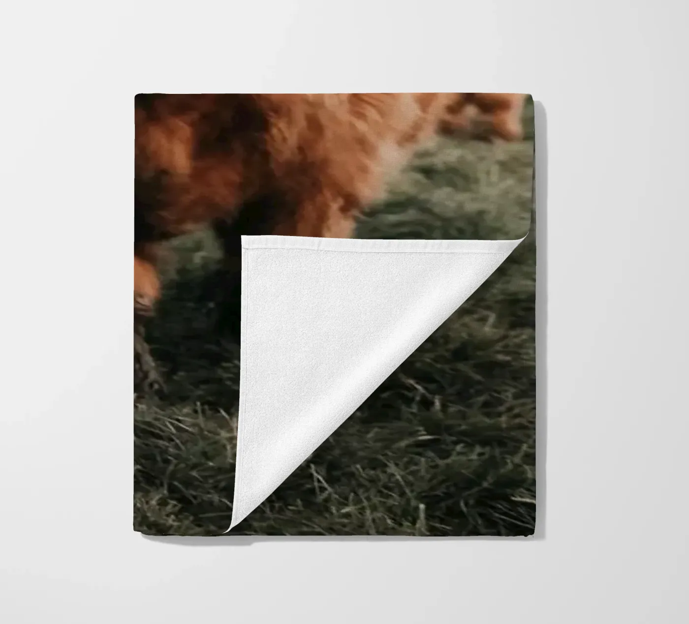 Vacche Highland 🐮 telo mare da Sibbershusum
