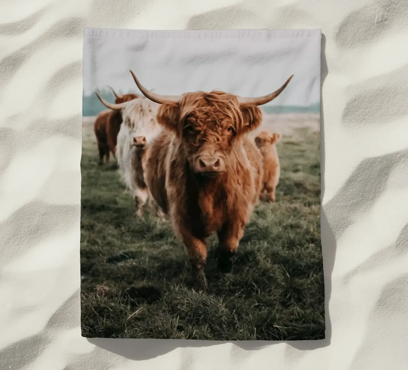 Vacche Highland 🐮 telo mare da Sibbershusum