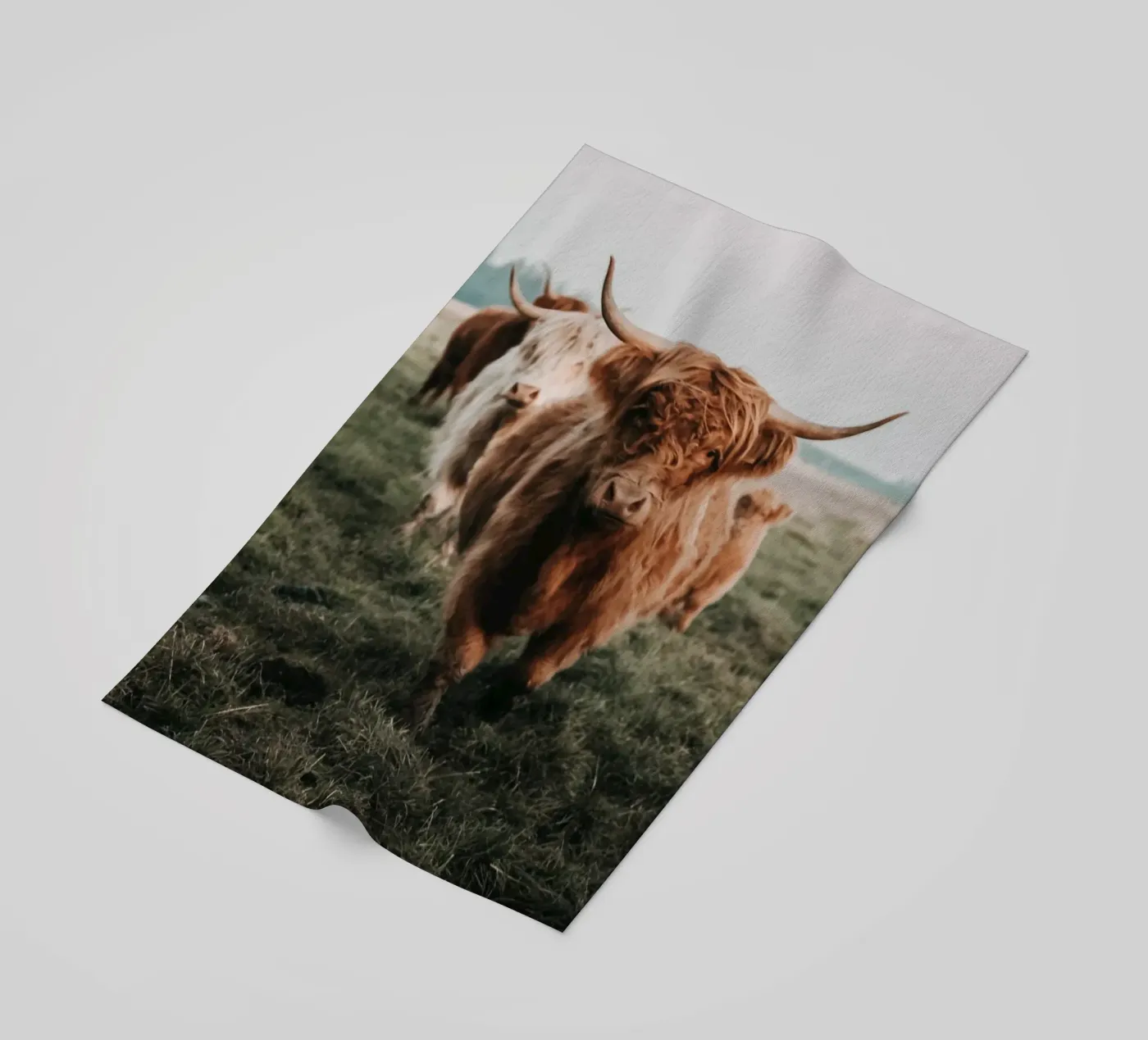 Vacche Highland 🐮 telo mare da Sibbershusum