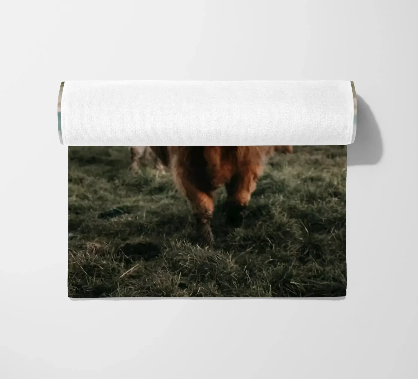 Vacche Highland 🐮 telo mare da Sibbershusum