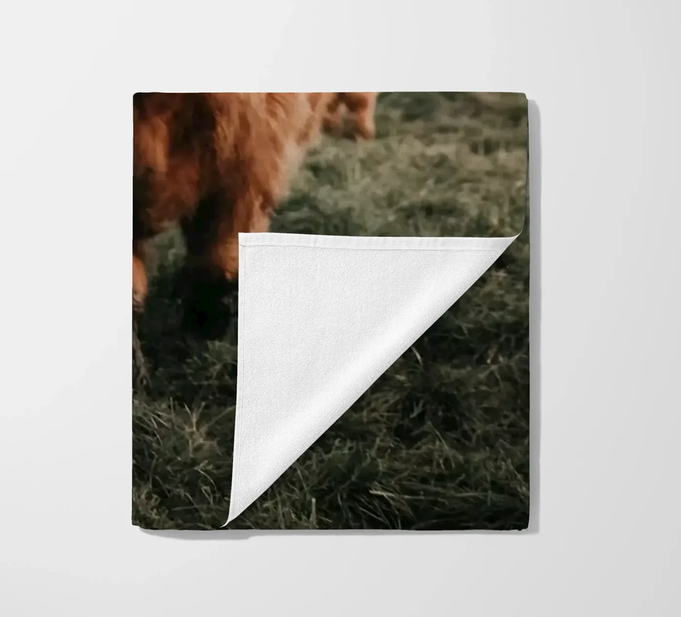 Vacche Highland 🐮 telo mare da Sibbershusum