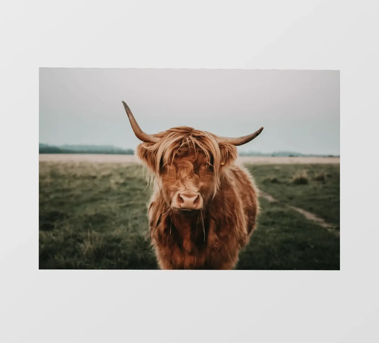Ginnie - Bovini delle Highlands 🐮 telo in pvc da Sibbershusum