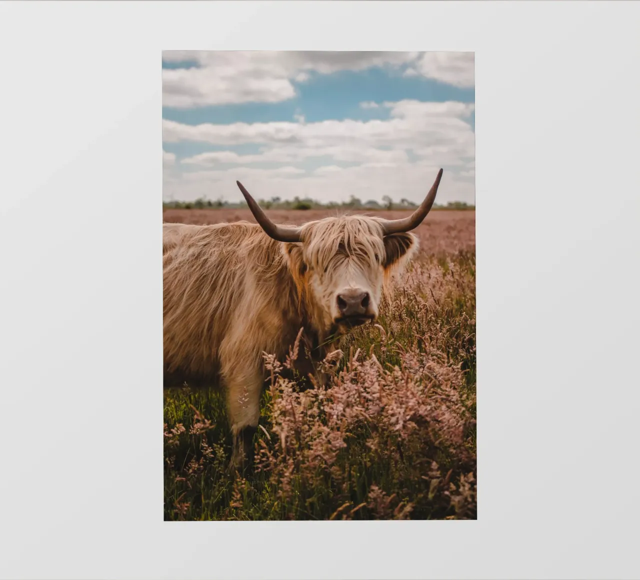 Ranuncolo di mucca delle Highlands 🐮 pellicola backlit da Sibbershusum