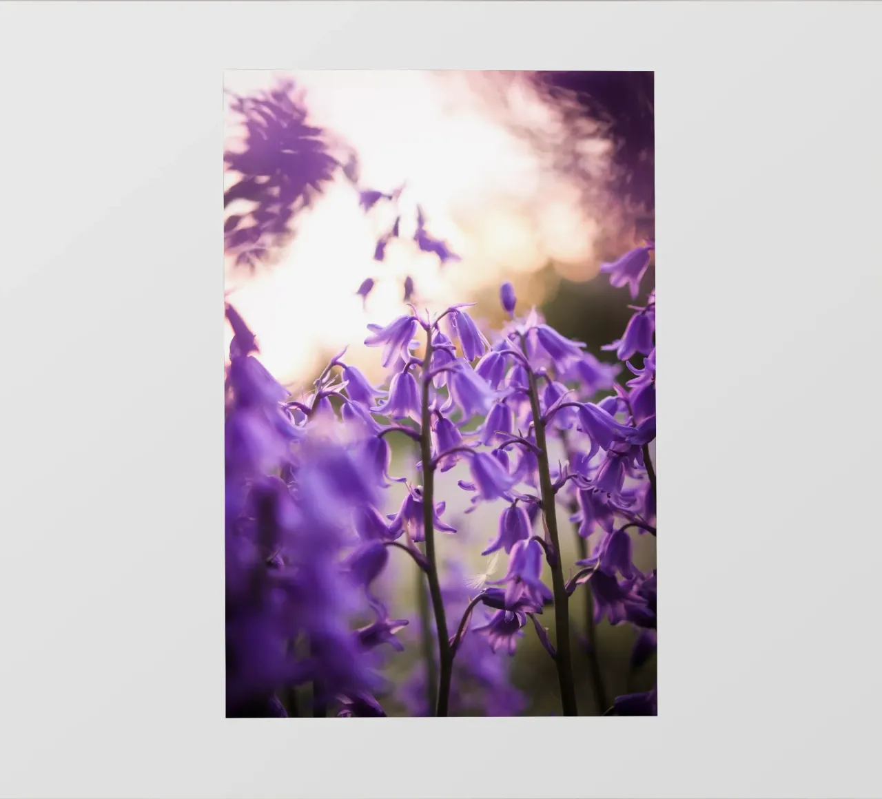 Sogno viola telo in pvc da Sibbershusum
