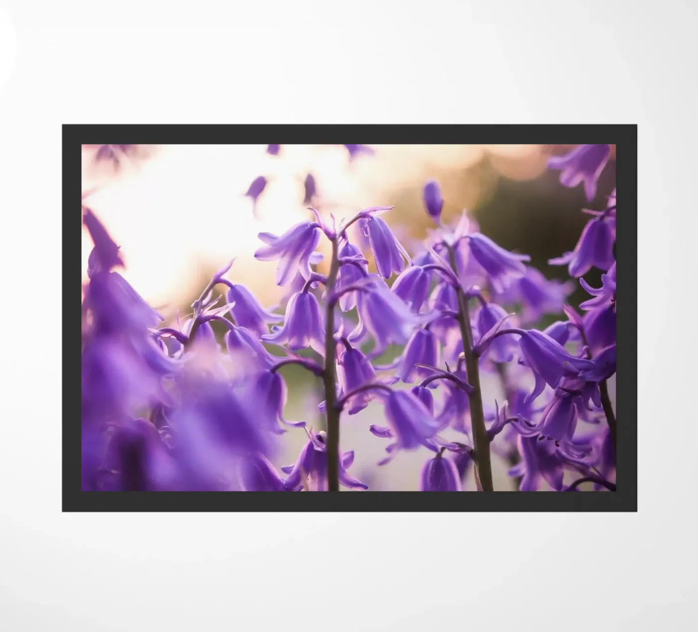 Sogno viola zerbino da Sibbershusum