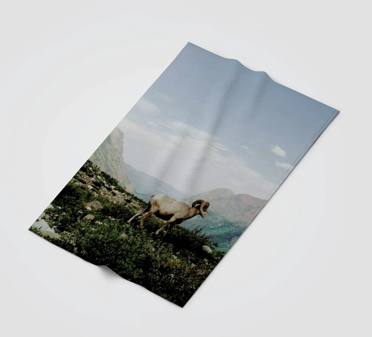 Bighorn Sheep coperta in pile da Kevin Russ