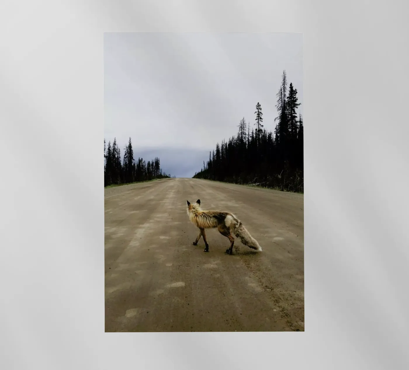 Road Fox pellicola backlit da Kevin Russ