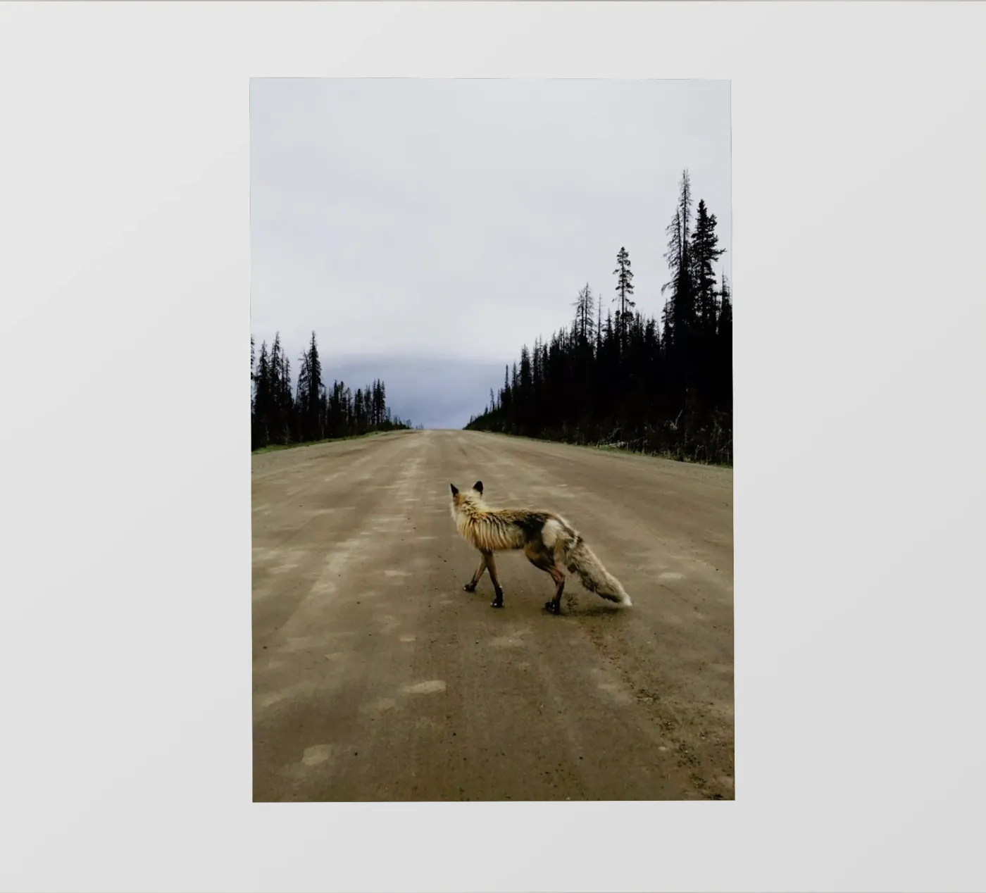 Road Fox pellicola backlit da Kevin Russ
