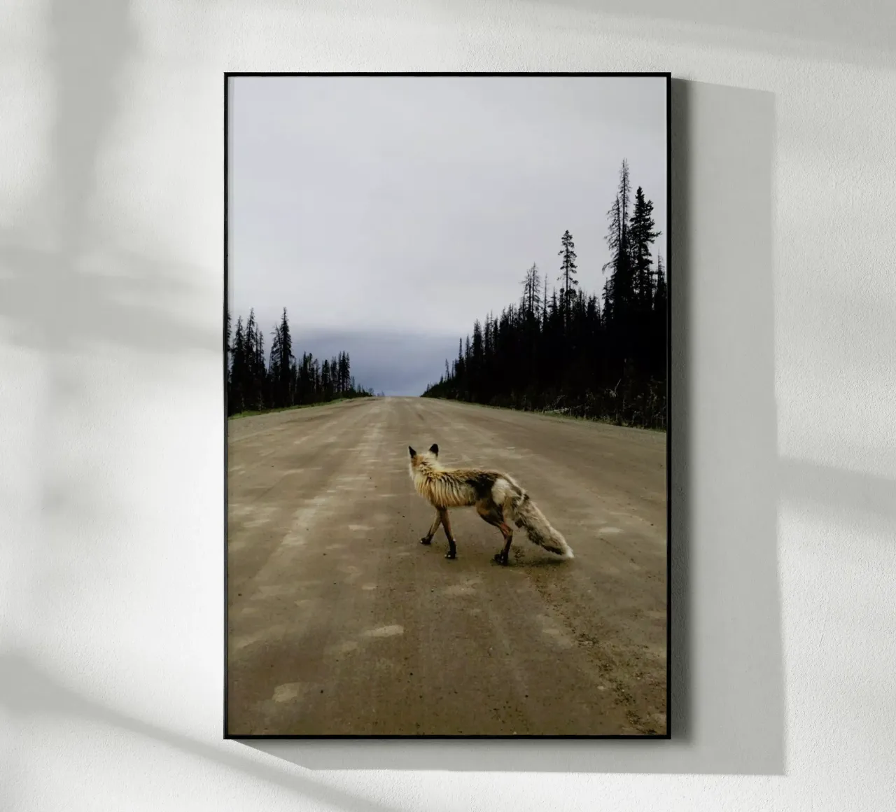 Road Fox plexiglass da Kevin Russ