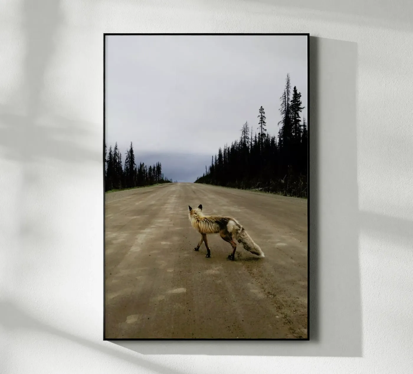 Road Fox plexiglass da Kevin Russ