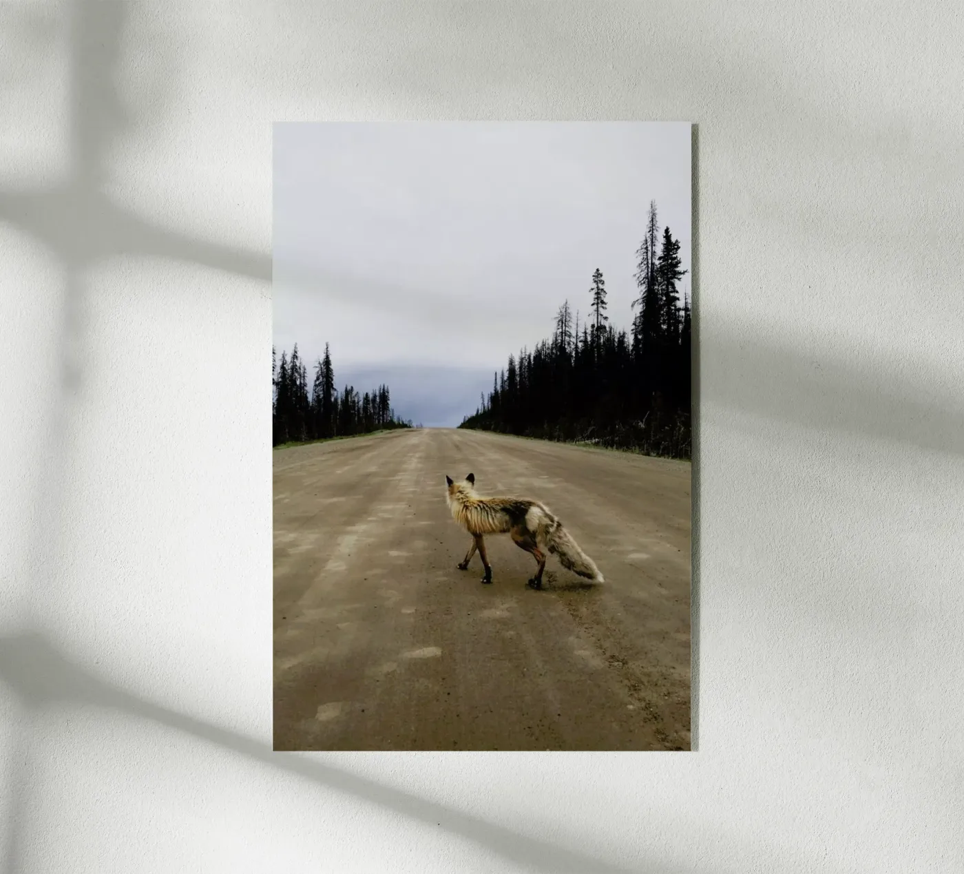 Road Fox plexiglass da Kevin Russ