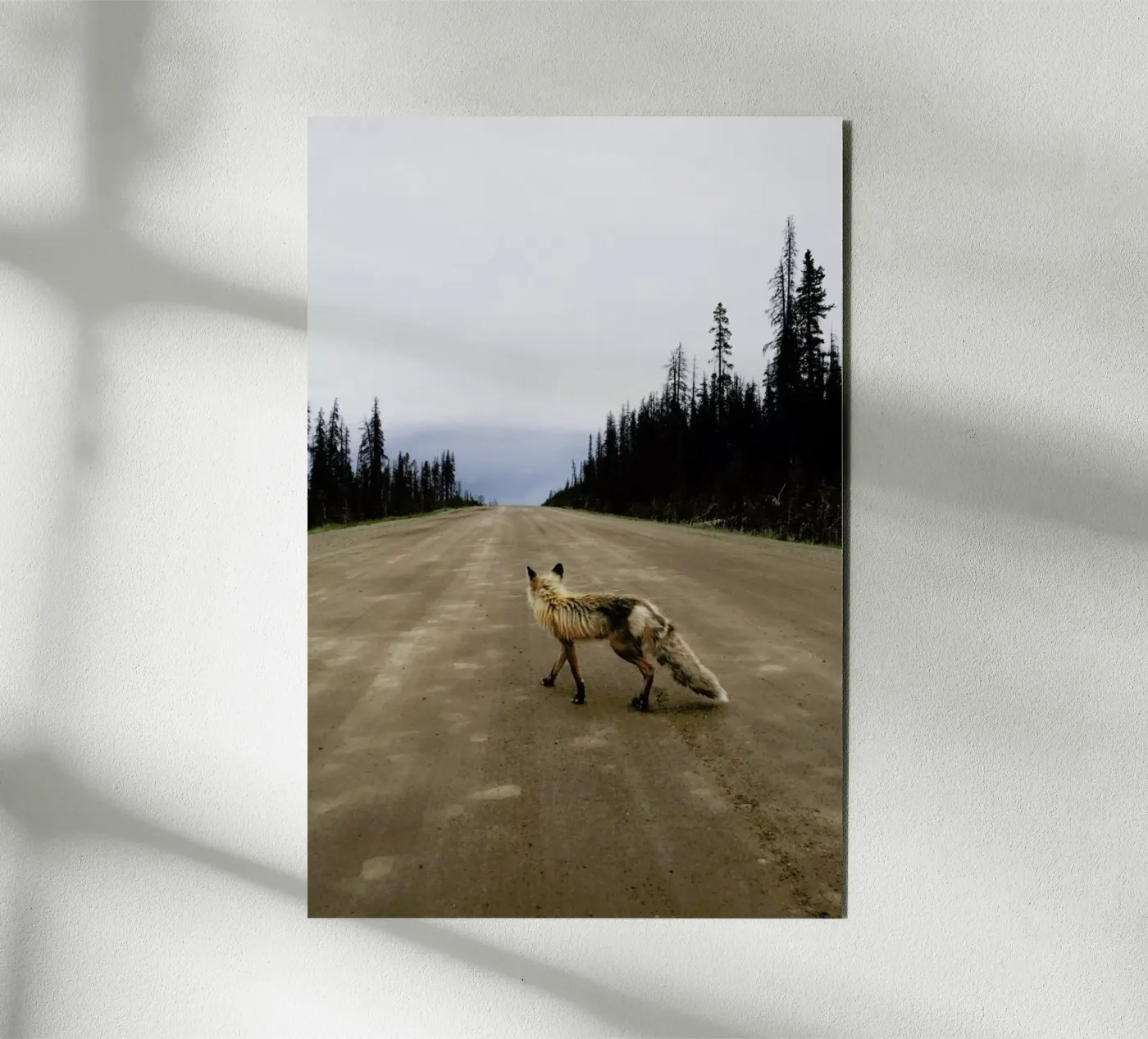 Road Fox pannello forex da Kevin Russ