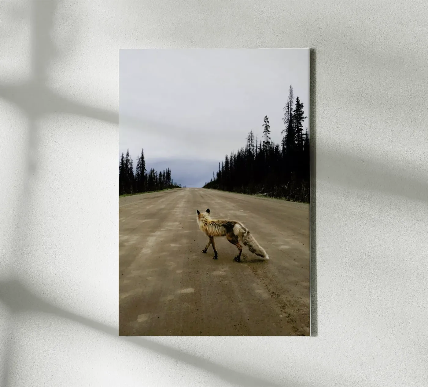 Road Fox tela da Kevin Russ