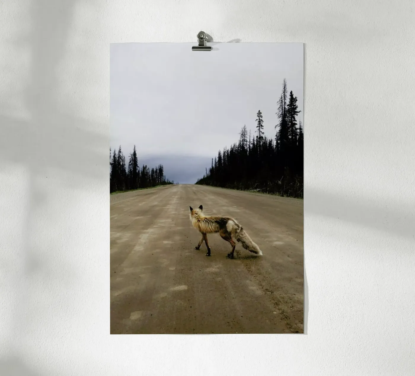 Road Fox poster da Kevin Russ
