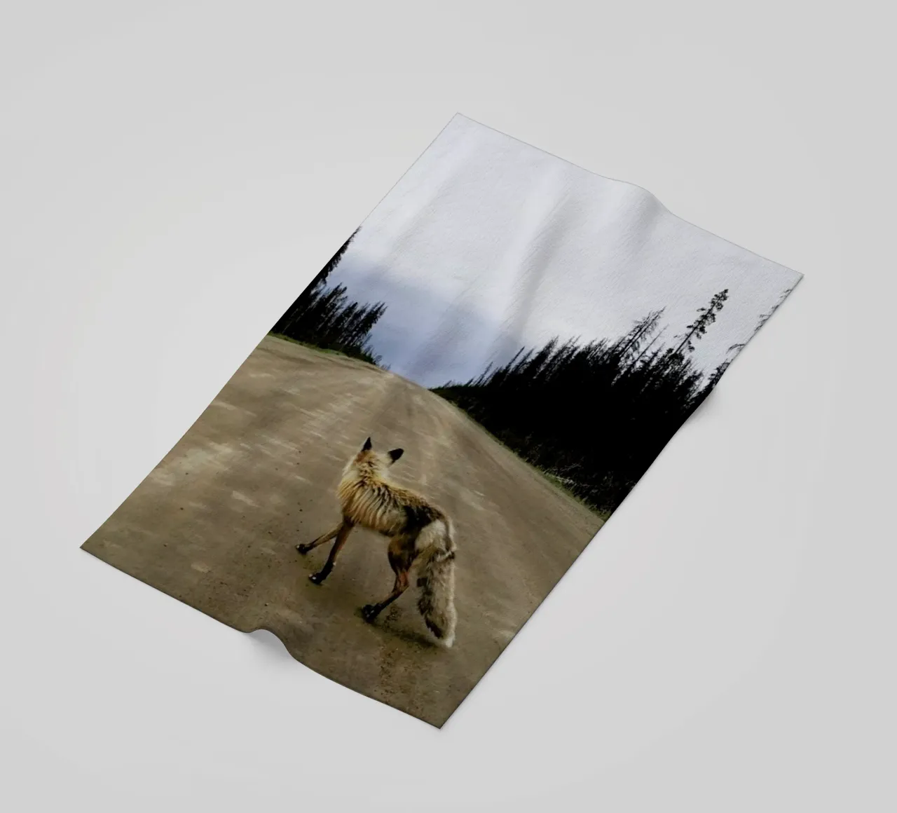 Road Fox telo mare da Kevin Russ