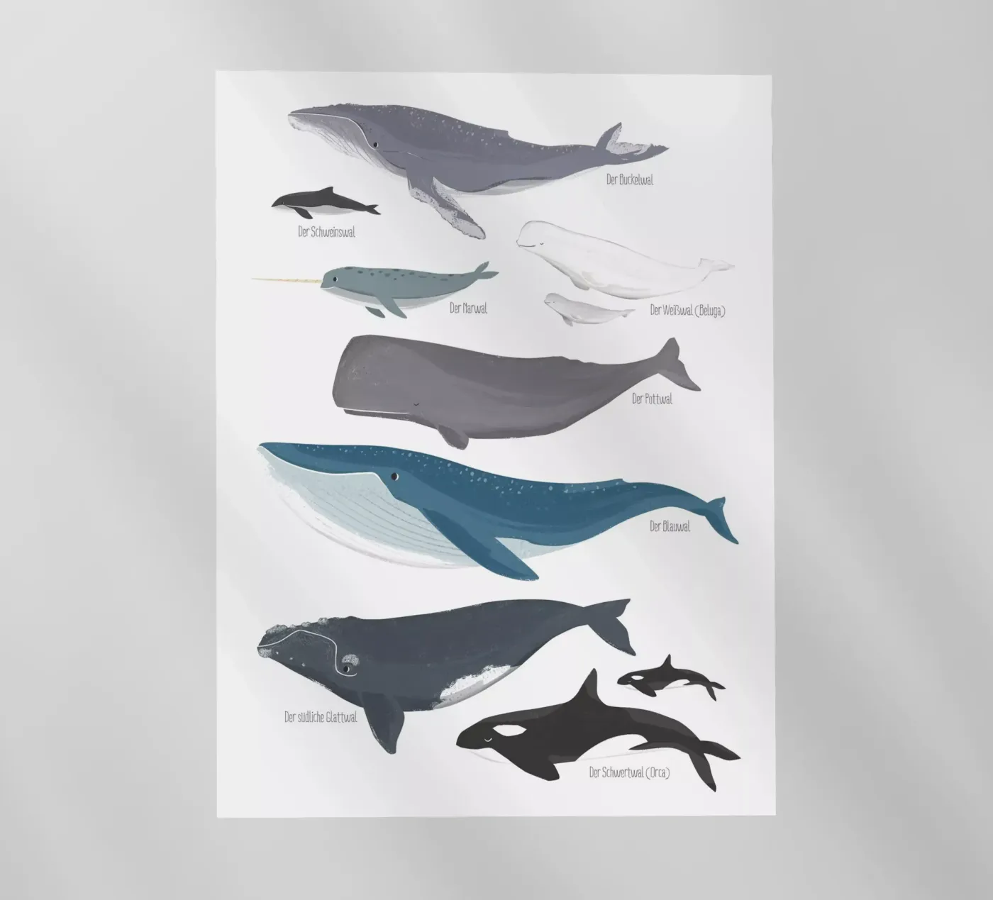 Wale pellicola backlit da VIERUNDFÜNFZIG