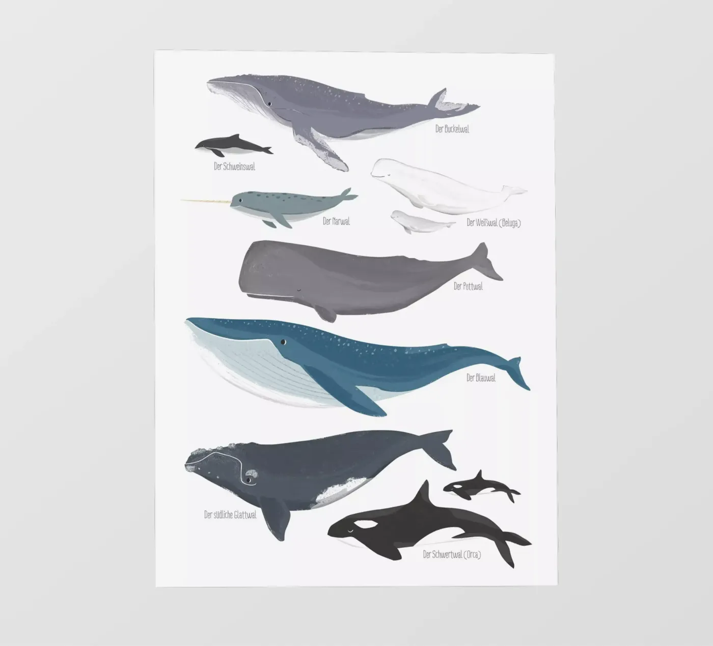 Wale pellicola backlit da VIERUNDFÜNFZIG