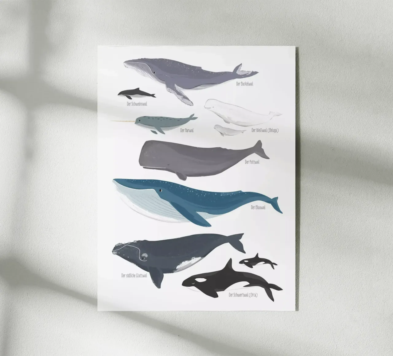 Wale plexiglass da VIERUNDFÜNFZIG