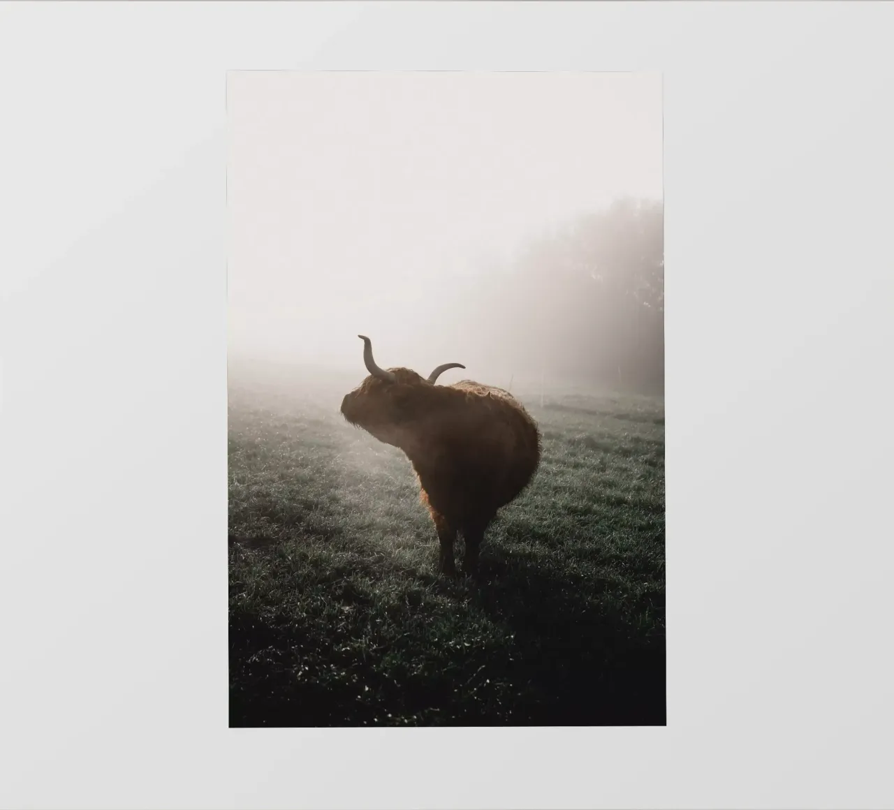 Mystisch, Crudelia, bovini delle Highland 🐮 telo in pvc da Sibbershusum