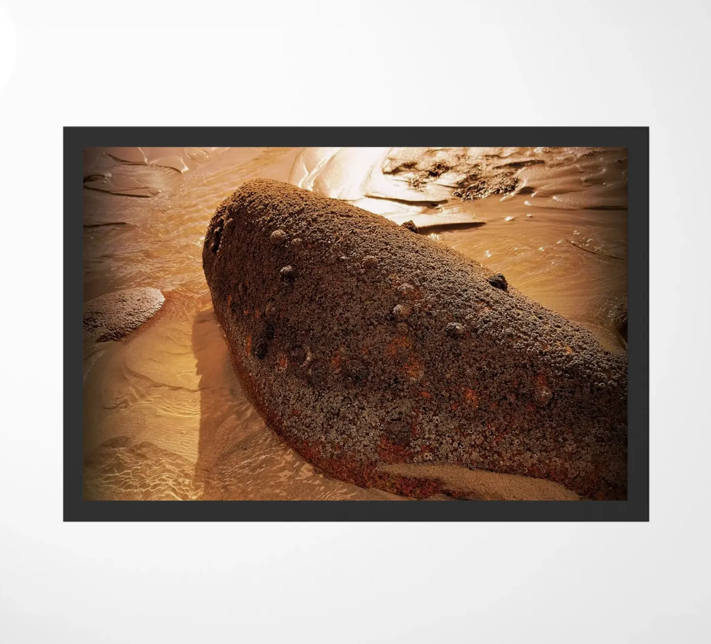 FAA50 zerbino da Thierry vobmann photography