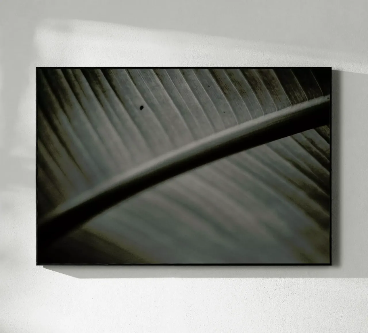 Botanical II - Banana Leaf plexiglass da Anja Hebrank Photography