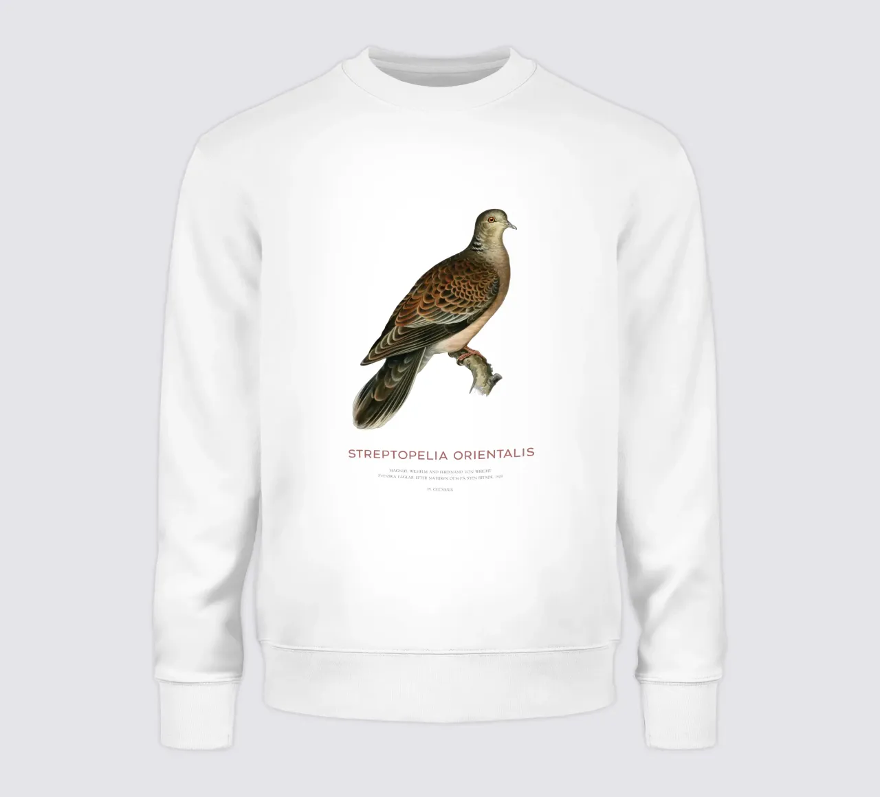 Tortora orientale o Streptopelia orientalis felpa da Vintagrafica
