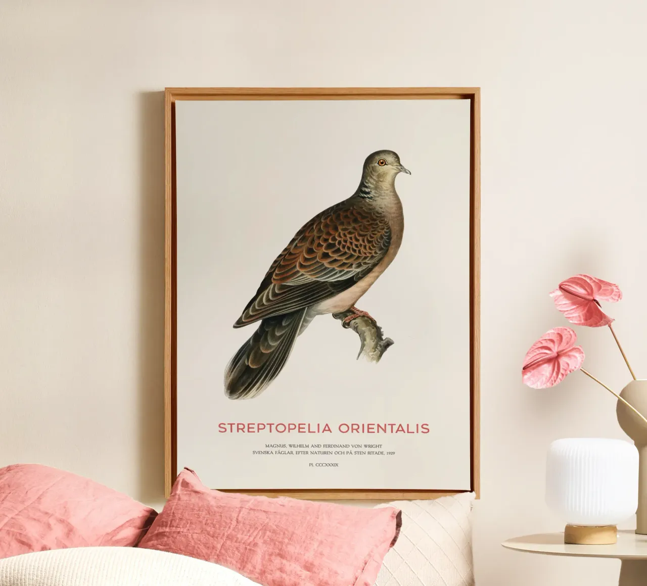 Oriental turtle dove or Streptopelia orientalis canvas by Vintagrafica