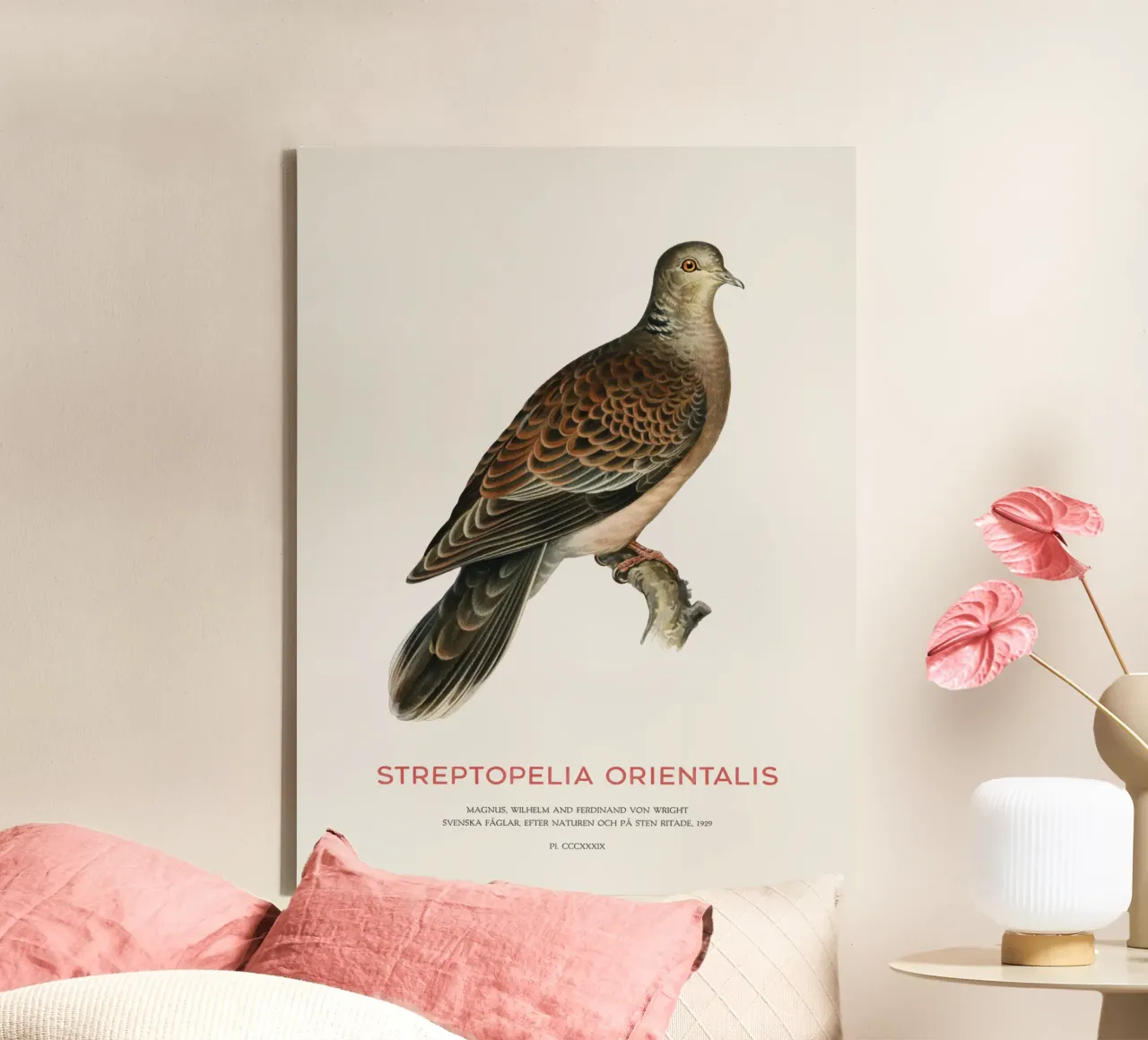 Oriental turtle dove or Streptopelia orientalis canvas by Vintagrafica